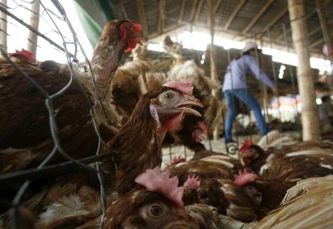 Representational image. Chickens peer out of their cage at a poultry wholesale market outside Hanoi, Viet Nam.