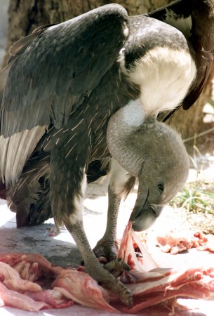 White-Backed Vulture