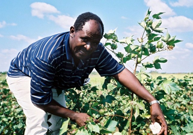 Bt. cotton