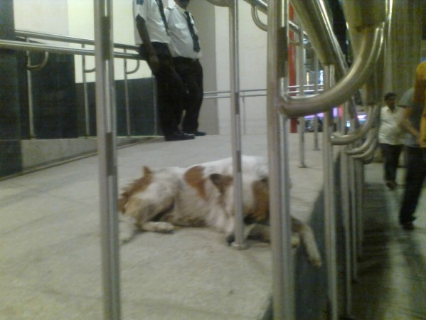 Stray dogs in India. Stray Dog