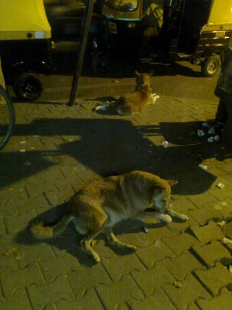 Dogs