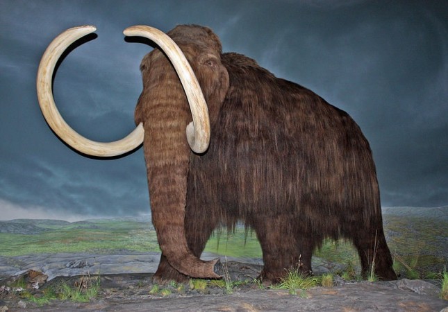Scientists want to bring the mammoth back after it went extinct some 4,000 years ago Woolly Mammoth