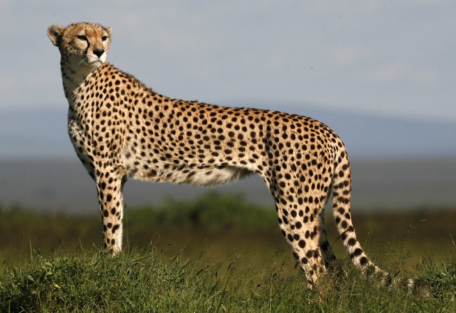 Cheetah can attain about 16 body lengths per second in comparison with mite which can cover 322 body lengths in one second
