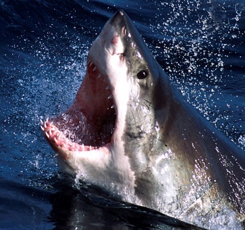Australian Woman Dives with Sharks, Fights for Conservation