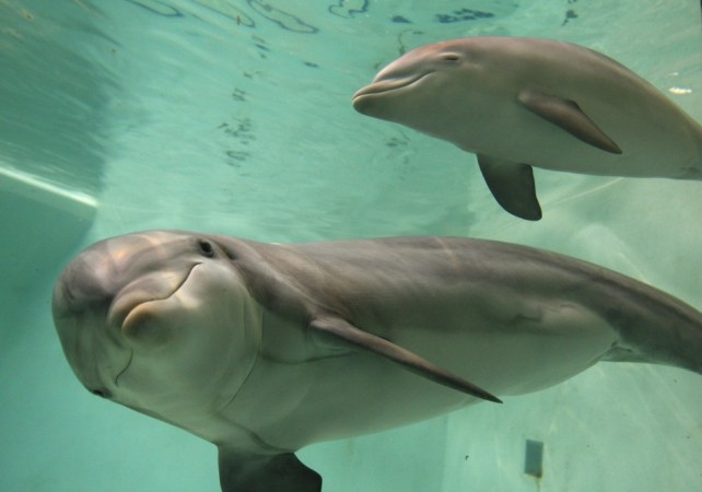 Patna to Become Asia's First Dolphin Research Centre