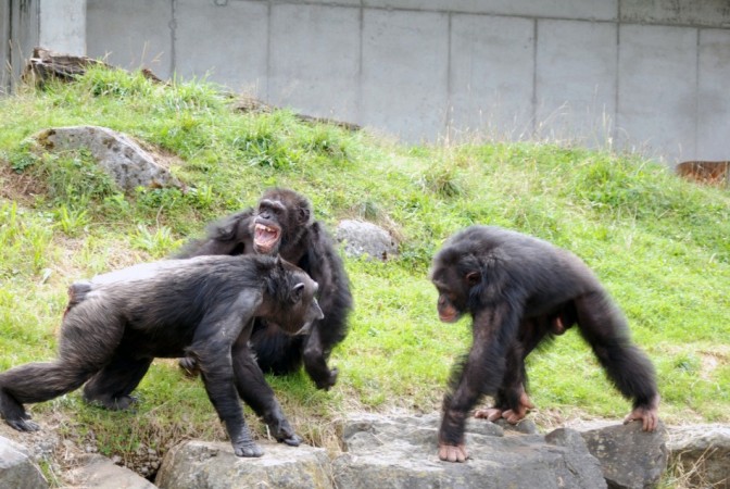 Chimpanzee attack