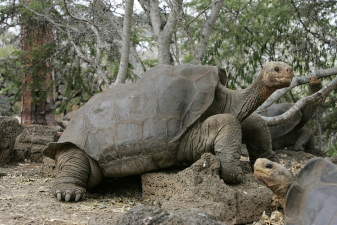 Lonesome George (Reuters) Lonesome George