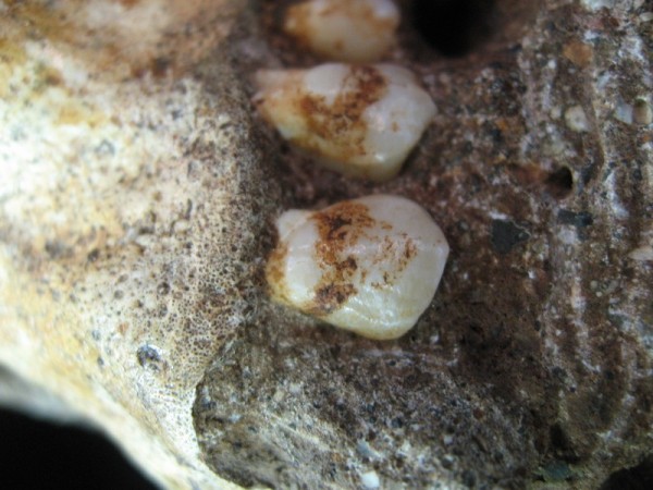 Upper jaw of the hominin Malapa: close-up of plaque on the front premolar. Photo Credit: Amanda Henry/ Max Planck Institute for Evolutionary Anthropology Ancient Human Ancestor Teeth