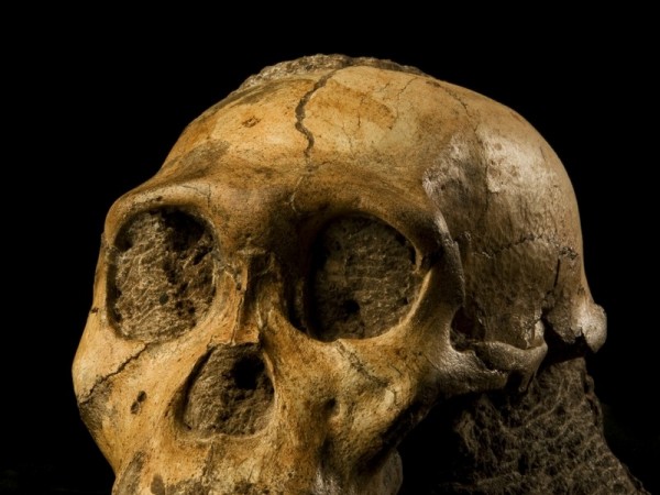 Skull of a male Australopithecus sediba, which was discovered in 2008 in the Malapa excavation site in South Africa. Photo: Lee Berger/ Paleoanthropologist from the University of the Witwatersrand in Johannesburg Male Human Ancestor Skull