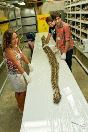 Researchers at the Florida Museum of Natural History on the University of Florida campus prepare to examine the internal anatomy of a 17-foot-7-inch Burmese python, the largest found in Florida to date, on Aug. 10, 2012. The more than 164-pound snake carried a state record 87 eggs in its oviducts. The Burmese python is native to Southeast Asia and has been established and reproducing as an invasive species in Florida since 2000. Photo: University of Florida photo by Kristen Grace / Florida Museum of Natural History Giant 17 Ft Burmese Python Carrying a Record 87 Eggs