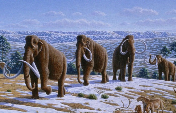 Woolly Mammoths could walk the Earth once more Woolly Mammoth