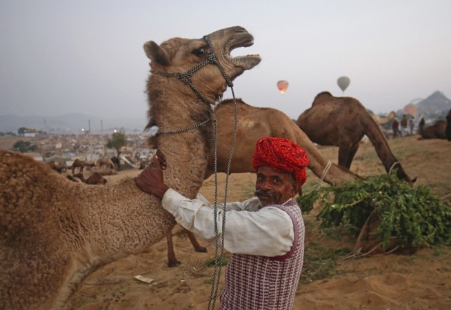 Pushkar Mela 2012: World's Largest Camel Fair Kicks Off in ...