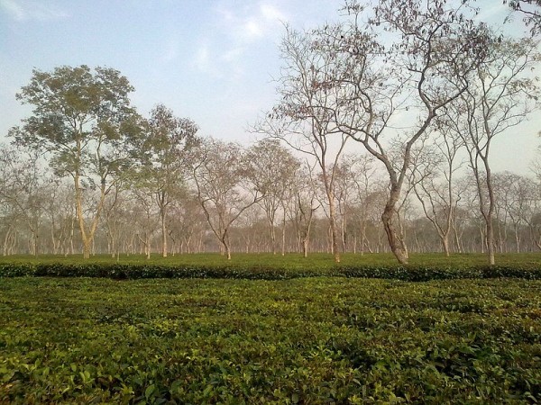 A tea plant in Assam