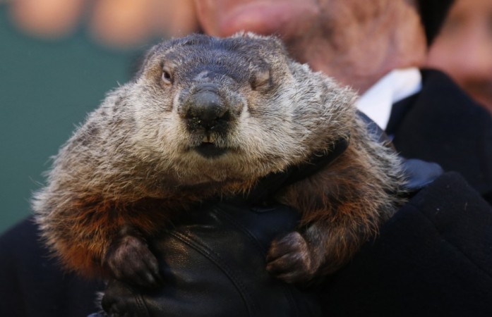 Punxsutawney Phil will pop up from his borrow early morning on Groundhog Day (2 February) 2015 and make his predictions for the next six weeks. Groundhog Day