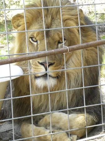 Handout photo of Cous Cous the lion at the Cat Haven Sanctuary in Dunlop