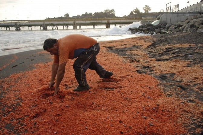 Local fishermen have blamed two coal-fired power stations for the death of the prawns (Reuters) Prawns