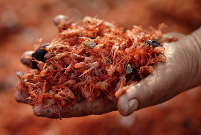 Officials have begun probing the cause of the phenomenon by collecting samples from the site. (Reuters) Prawns