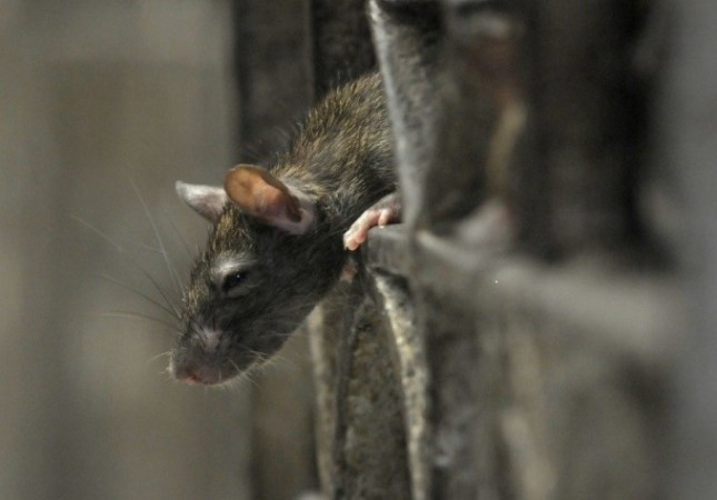 rats
