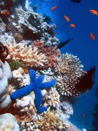 Biodiversity of a coral reef Biodiversity of a coral reef