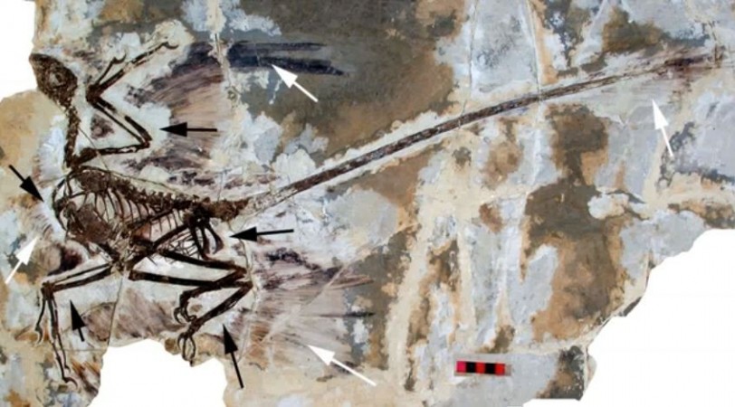 Feathered Dinosaurs (Representational Image)
