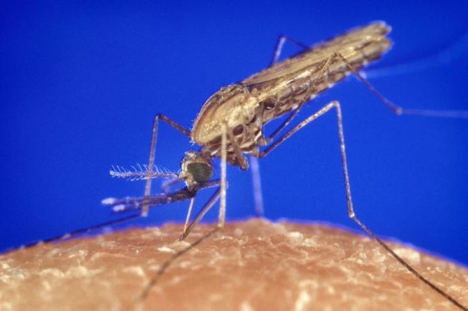 Naturally Immune Tanzania Children Could Aid in Malaria Vaccine Production; Says Scientists