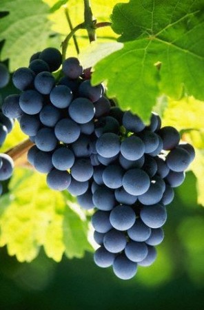 Grape Seed Extract Helps Fight Against Bowel Cancer