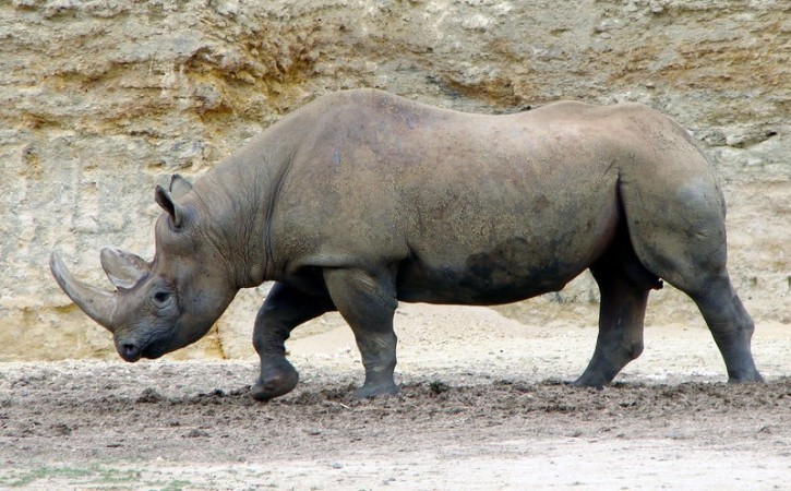 Species Becoming Extinct Faster than Before: Study Finds