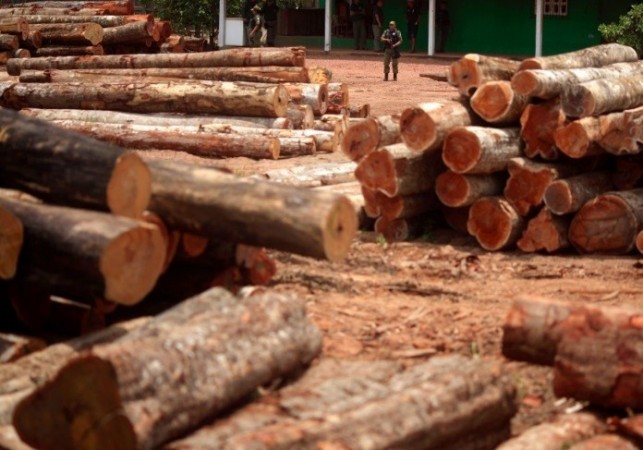 Google's Global Forest Watch: Online Tool Tracks Deforestation