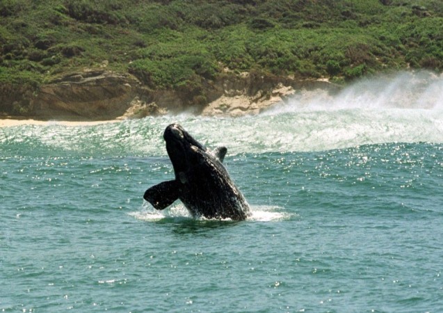 Japan Ought to Halt Whaling Program in Antarctic, Court Says