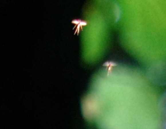 A lecturer of Manchester Metropolitan University, recognized as John Hyatt, has claimed that he now has proof that fairies are real. (Photo: John Hyatt via Facebook) A lecturer of Manchester Metropolitan University, recognized as John Hyatt, has claimed that he now has proof that fairies are real. (Photo: John Hyatt via Facebook)