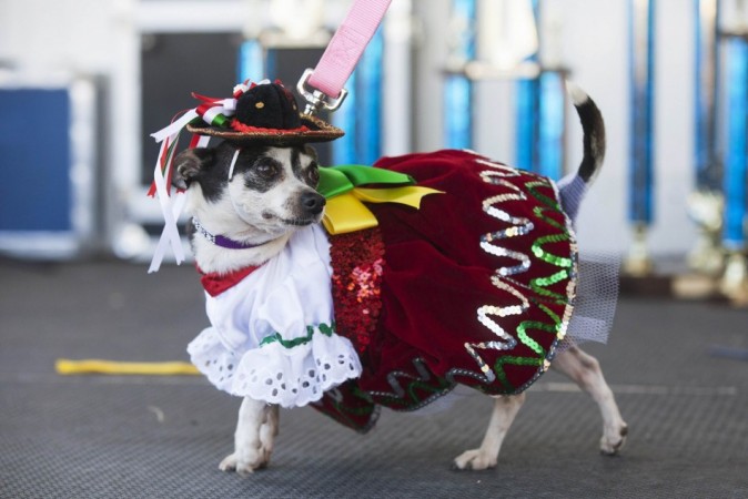 Cinco De Mayo