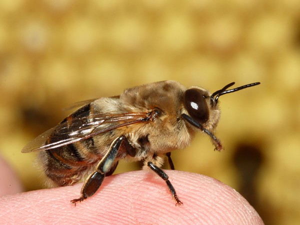 Scientists, Inspired by Nature, Build Next Generation Flying Robots (Wikimedia Commons/Waugsberg)