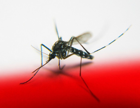 Monsoon is yet to arrive in Mumbai, but mosquito borne diseases have already started gripping the city. mosquito