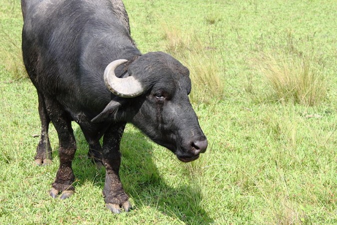 Murrah Buffalo (Wikimedia Commons/Paulo Roberto C M Jr.)