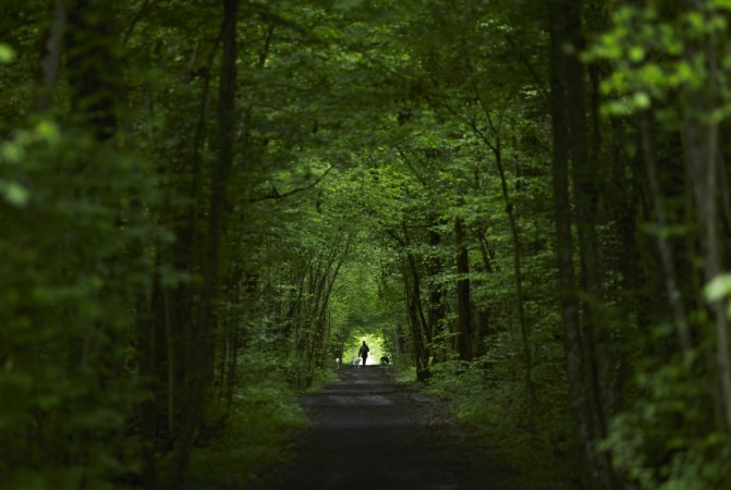Forest
