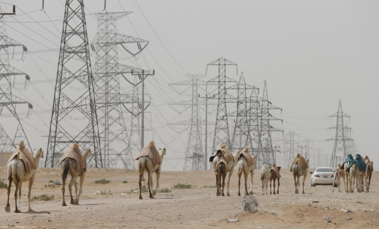Camels graze near power lines (Image for representational purpose only) Electricity