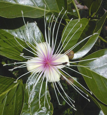Flower (Wikimedia Commons/Maksim)