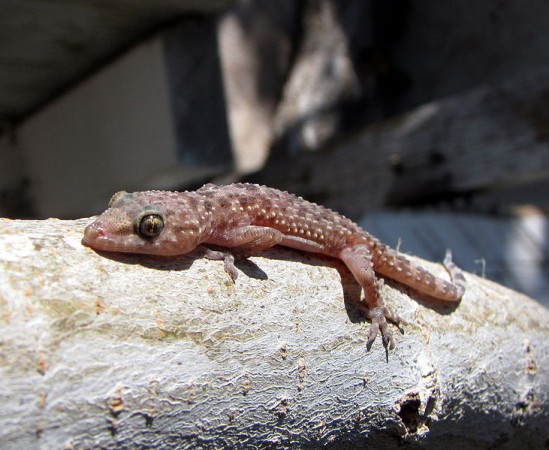Five-Year-Old Child Dubbed 'Lizard Boy' as his Skin Turns to Horrific Scales (Representation Pic/Wikimedia Commons/ZooFari)