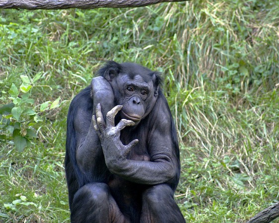 chimpanzee (Wikimedia Commons/Kabir Bakie)