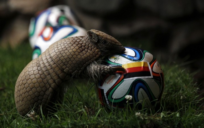 The armadillo called Norman, Germany's World Cup oracle, approaches the soccer ball representing Germany as he makes his prediction for the team's opening World Cup match against Portugal on June 16, at the zoo in the western city of Muenster Armadillo called Norman
