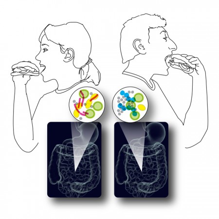 Gut microbe
