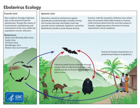 How to Know if you Have Ebola Virus - IBTimes India