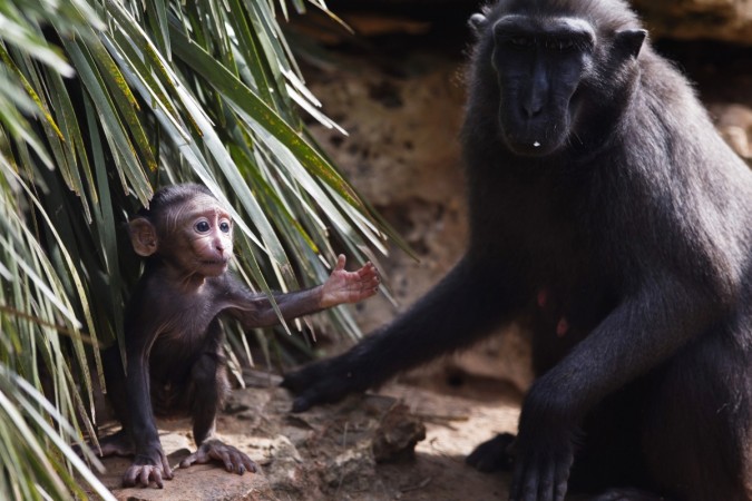 crested black macaque