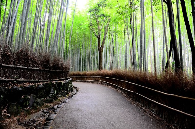 Bamboo Forest, Japan Unbelievable Places in the world