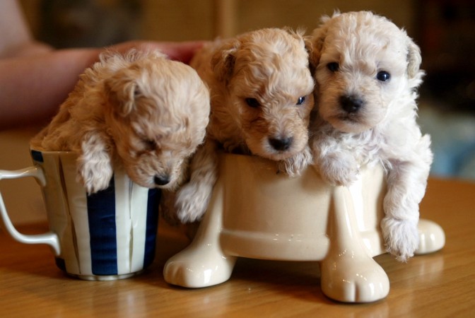Top 10 Tiniest Animals
