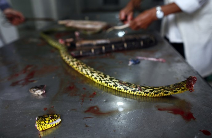 A chef was killed in China after the cobra head, he severed 20 minutes ago, bit his hand.