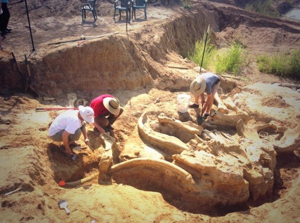 Palaeontology team of Perot Museum at the site of mammoth fossil. Unearthing mammoth skeleton from the McEwen's land