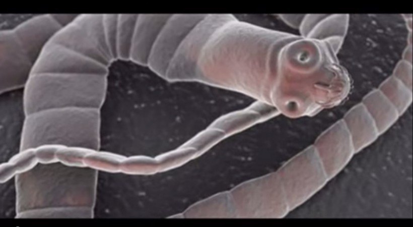 What Do Tapeworms Eat In Humans