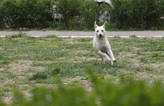 Dogs
