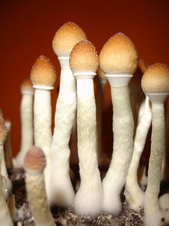 magic mushroom